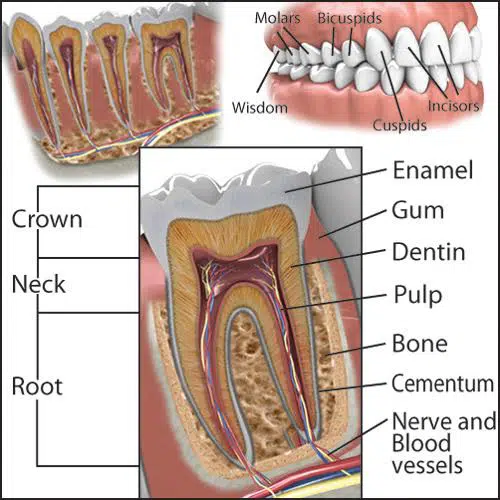 What You Need to Know About Sensitive Teeth